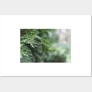 Macro pine tree Posters and Art